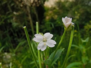 野花日本大全免费观看中文;野花日本大全免费观看中文高清视频