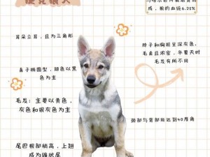 《神犬小七2》幼犬小七成长宝典：新手全方位攻略指南——从幼犬培育到成熟犬的全方位秘籍