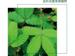 含羞草品种盘点：带你了解含羞草四大品种