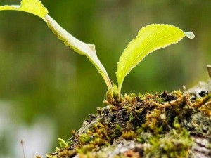 七日世界污染区绿色复苏：植物种植攻略全面分享