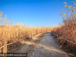 田福和母亲在芦苇中的对话-在那片金黄的芦苇中，田福和母亲的对话引人深思