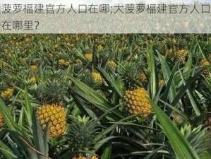 大菠萝福建官方人口在哪;大菠萝福建官方人口数据在哪里？