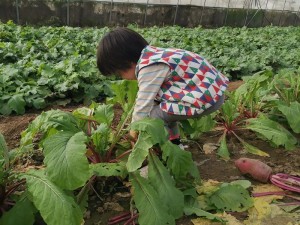 田园美女拔萝卜：天然绿色蔬菜的秘密