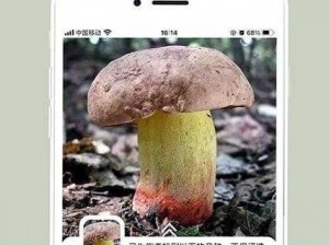 蘑菇免费版最新版本 2023，一款免费的实用工具软件，提供多种功能，操作简单，让你的生活更便捷