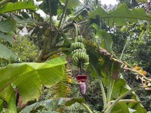 芭蕉视频入口 请问在哪里可以找到芭蕉视频的入口？