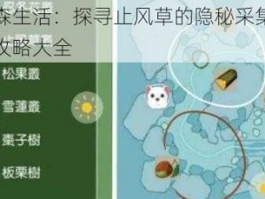 小森生活：探寻止风草的隐秘采集地点攻略大全