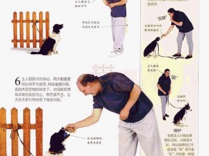 k9 调狗的任务：专业训犬，让你的宠物更听话