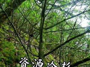 明日之后冷杉树功能揭秘：用途多样如何获取？冷杉树获取攻略探秘