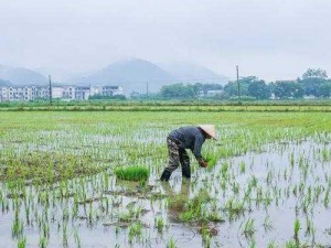 情侣之间插秧的图片不仅资源多还不卡：一款拥有丰富情侣之间插秧的图片资源的 APP，资源多且不卡顿