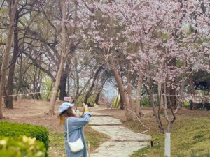 樱花开，泛黄视频引热议