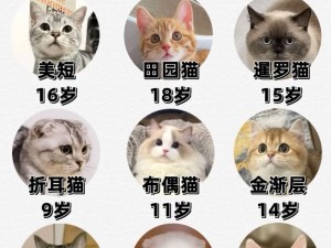 智能陪伴猫咪 3.0，给你不一样的养猫体验