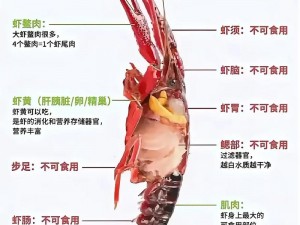 掌握小龙虾捕捞诀窍：季节、工具与技巧全面解析助你成为捉虾高手