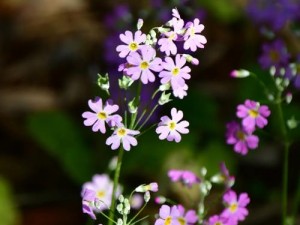 樱花草在线播放免费手机版，高清流畅无广告，畅享视觉盛宴