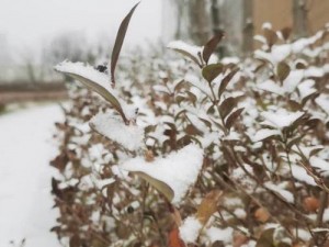 看世界落雪如银，风绵思长——歌曲中的情感深度与意境之美