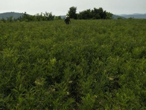 奶牛镇的小时光之种植树攻略分享：种植布局指南与高效种植技巧助你成为绿色养殖专家