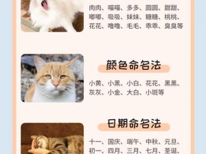 猫咪成熟地域网名怎么取？猫咪取名助手，提供多种取名方式，让你的猫咪拥有独特的名字