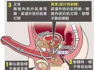 男性尿道口在阴茎头的顶端，呈圆形排尿时，尿液通过尿道口排出体外