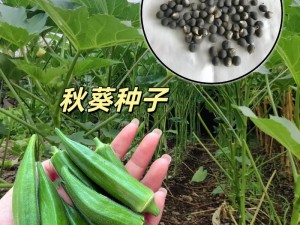 秋葵茄子丝瓜香瓜榴莲大全-秋葵茄子丝瓜香瓜榴莲，哪种瓜是你的最爱？