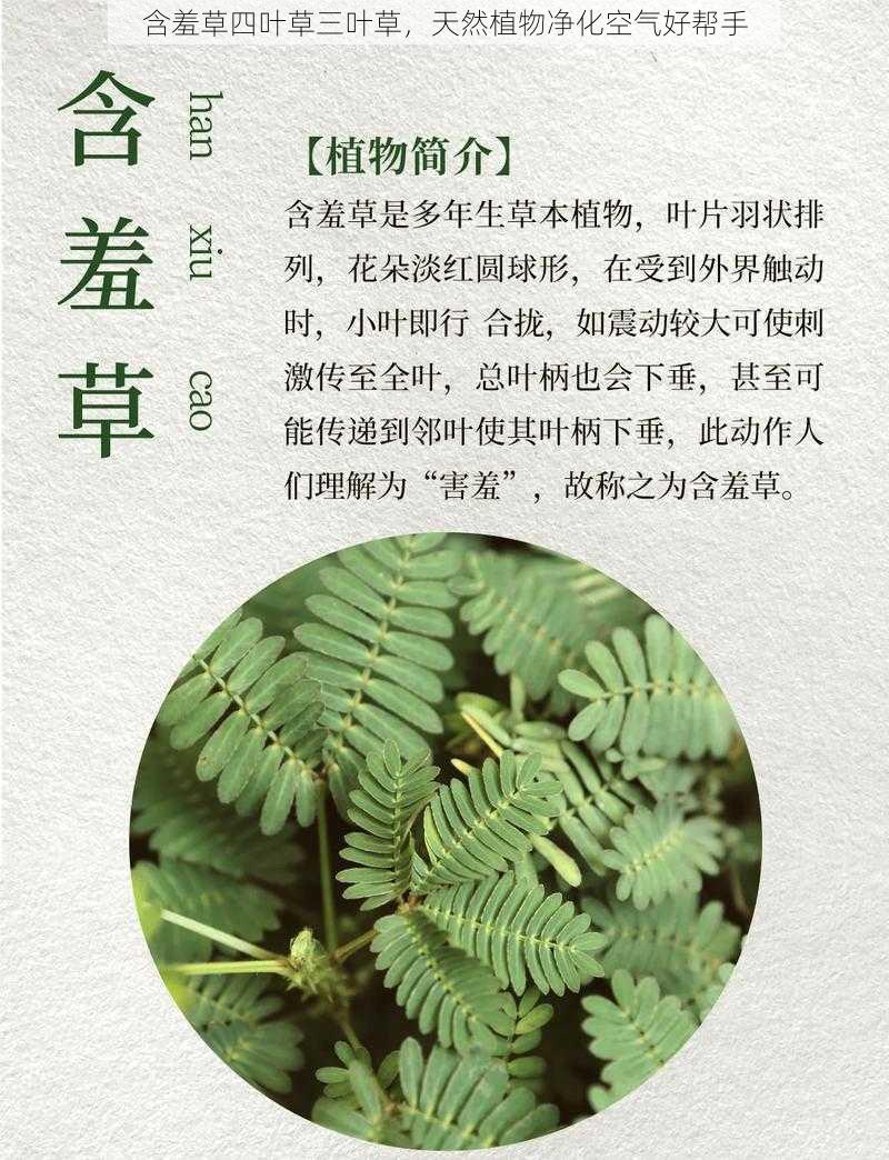 含羞草四叶草三叶草，天然植物净化空气好帮手