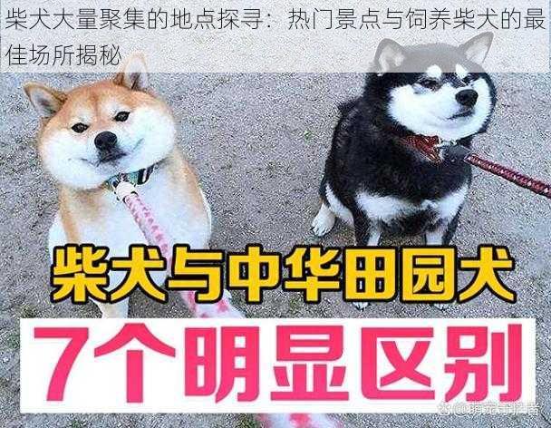 柴犬大量聚集的地点探寻：热门景点与饲养柴犬的最佳场所揭秘