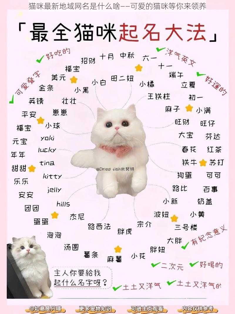 猫咪最新地域网名是什么啥——可爱的猫咪等你来领养