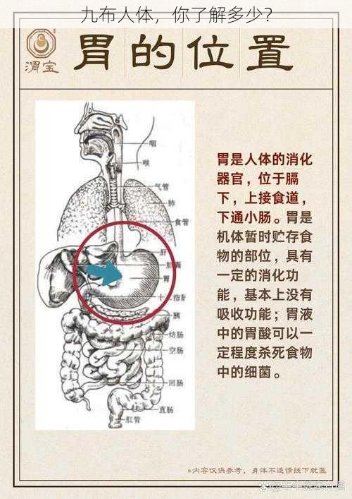 九布人体，你了解多少？