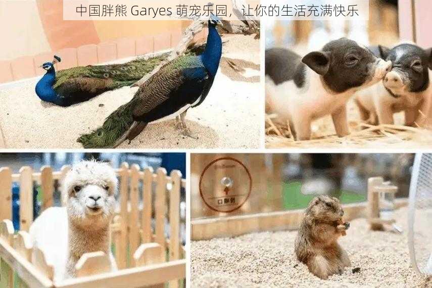 中国胖熊 Garyes 萌宠乐园，让你的生活充满快乐