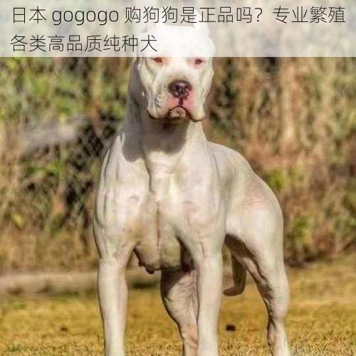 日本 gogogo 购狗狗是正品吗？专业繁殖各类高品质纯种犬