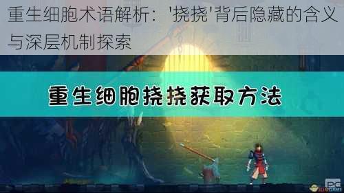 重生细胞术语解析：'挠挠'背后隐藏的含义与深层机制探索