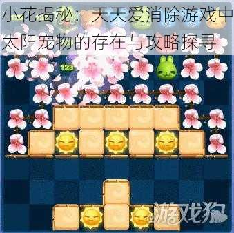 小花揭秘：天天爱消除游戏中太阳宠物的存在与攻略探寻