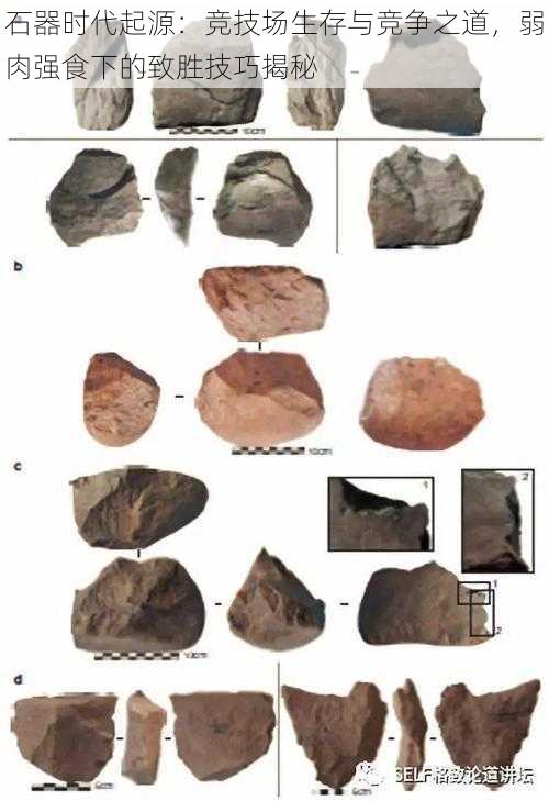 石器时代起源：竞技场生存与竞争之道，弱肉强食下的致胜技巧揭秘
