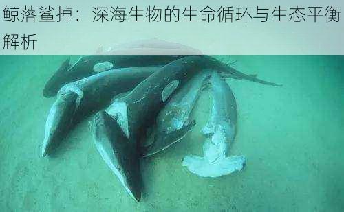 鲸落鲨掉：深海生物的生命循环与生态平衡解析