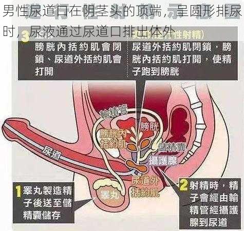 男性尿道口在阴茎头的顶端，呈圆形排尿时，尿液通过尿道口排出体外