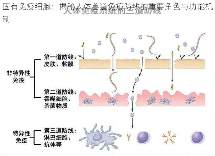 固有免疫细胞：揭秘人体首道免疫防线的重要角色与功能机制