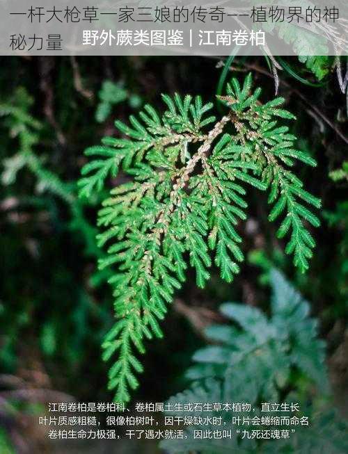 一杆大枪草一家三娘的传奇——植物界的神秘力量