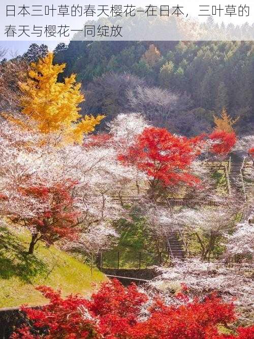 日本三叶草的春天樱花—在日本，三叶草的春天与樱花一同绽放