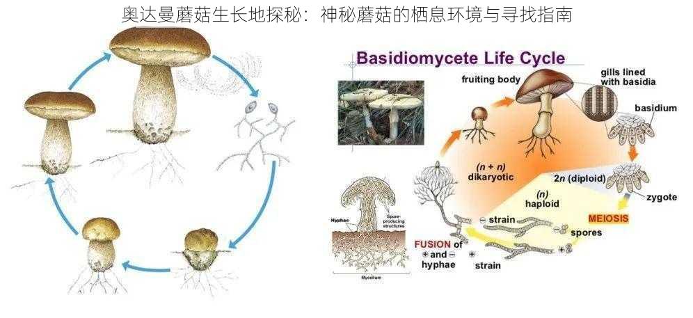 奥达曼蘑菇生长地探秘：神秘蘑菇的栖息环境与寻找指南